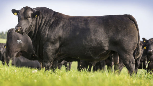 Aberdeen Angus Beef Breed