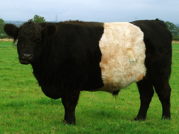 Belted Galloway Beef Breed